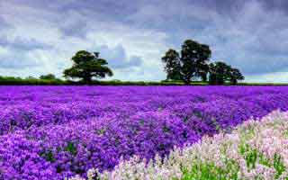 怎么分清楚微博买赞,关于如何分清楚微博买赞的问题，在当今社交媒体日益发展的背景下，已引起广泛关注。随着微博用户数量的不断增长，一些人为了追求热度、提升影响力或进行商业营销，选择购买点赞量。然而，如何区分真实的用户互动与人为操纵的点赞行为，成为了一个值得探讨的话题。本文将围绕这一主题展开讨论，提供相关的信息和建议。!